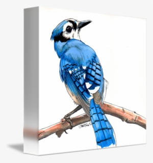 Bluejay Drawing Step By - Blue Jay