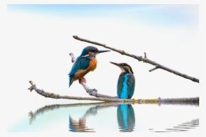 Png, Kingfisher, Landscape - Bird-3