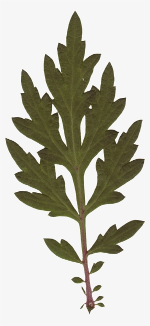 Leaf 05 - Leaf