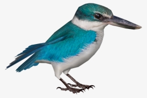 Collared Kingfisher - Wiki