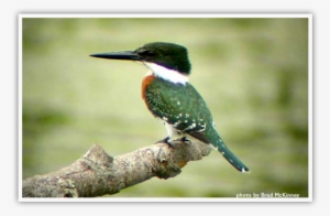 Green Kingfisher - Kingfisher Birds In Texas