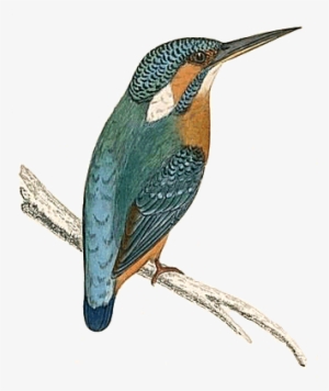 Kingfisher From 'british Birds' - Giclee Painting: Morris' Kingfisher Sitting On A Thin