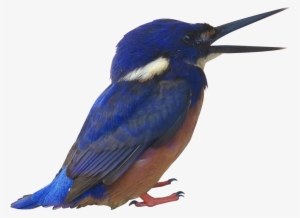 Blue Kingfisher - Portable Network Graphics