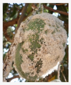Colony Of Icerya Aegyptiaca On The Main Nervure Of - Kiribath