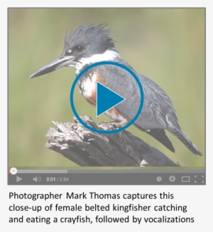 Belted Kingfisher Video Icon - Belted Kingfisher