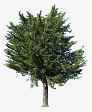 Tree Transparent