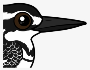 About The Pied Kingfisher - Pied Kingfisher