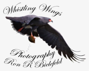 Logo - California Condor