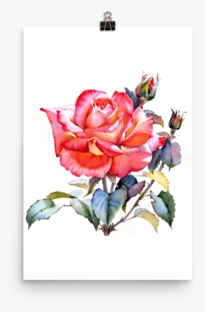 Bright And Floral Rose Watercolour Print Matte Poster - Watercolor Painting