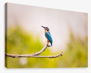 Kingfisher 2363879 Canvas Print - 4k Kingfisher