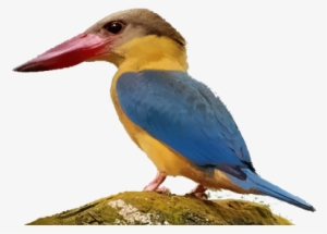 Coraciiformes