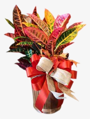 Fall Croton - Poinsettia