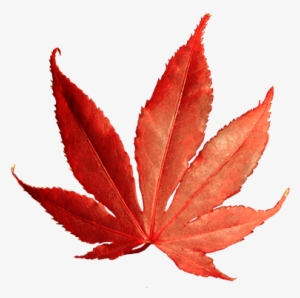 Falling Autumn Leaves Png