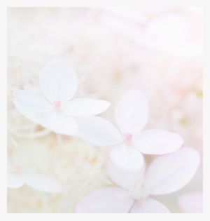 Hydrangea