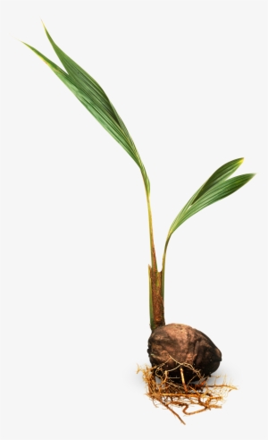 Coconut Tree Leaves Png Download - Coconut Plant Png