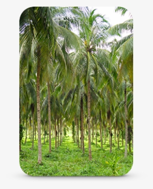 Organic Coconut Palm Grove - Attalea Speciosa