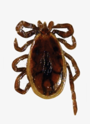 Blacklegged / Deer Tick - Male Black Legged Deer Tick