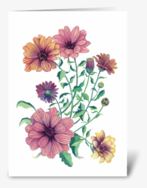 Cape Daisy Blossoms Greeting Card - Daisy Blossoms