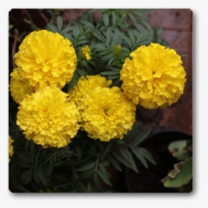 African Marigold Yellow