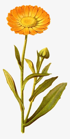 Yellow Flower Transparent Decorative - Watercolor Painting