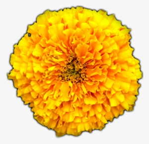 Click Here To See Marigold Album - Marigold Png