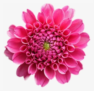 Fuchsia Flower Png - Flowers With White Background