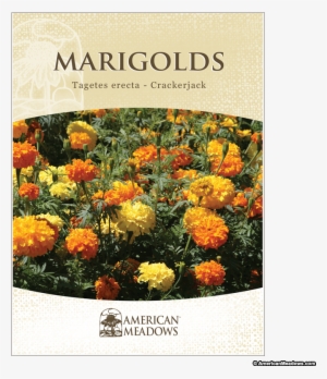 Marigold Seed Packet - Marigold Seed Packets
