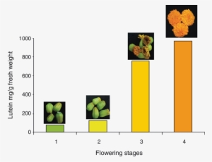 Lutein Content In Different Flowering Stages Of Marigold - Flower