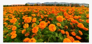 Flower Field Png - Marigold Flor