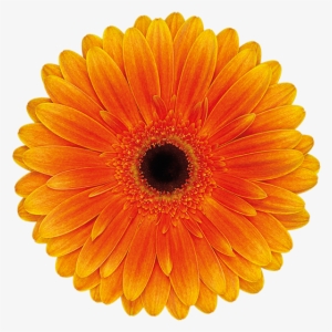 Semi Double - Orange Flower White Background