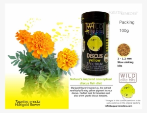 Wild Discus Bits Yellow - Marigold