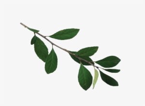 Louisiana State Arboretum State Preservation Area