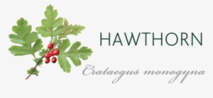 Hawthorn Tree Meaning - Hawthorn Tree