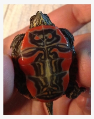 2) Shell Notching: We Also Notch All The Wild Turtles - Turtle