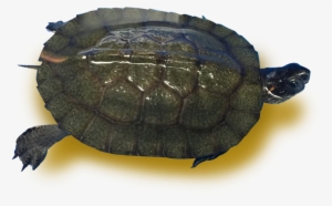 Black Wood Turtle - Wood Turtle