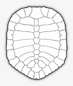 Turtles Use Their Limbs To Propel Themselves In Water - Circle