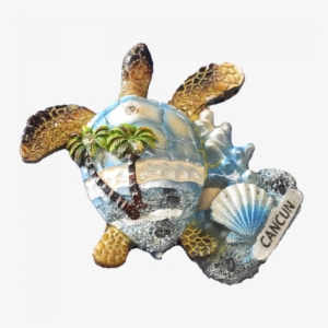 More Views - Hawksbill Sea Turtle