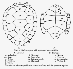 Green Sea Turtle Shell - Turtle Carapace And Plastron