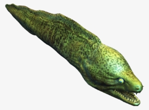 Moray Eel - Assassin's Creed Eel