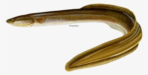 American Eel Png