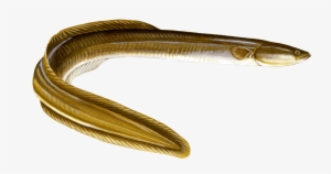 Fresh Water Eel