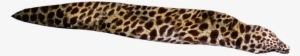 Spotted Eel Png - Slug