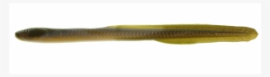 Saltwater 10" Eel - Waxworm
