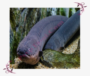 Electric-eel - Electric Eel