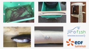 Migration Behaviour Of The Eels In The Meuse River - Edf Luminus