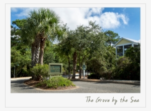 Sabal Palmetto