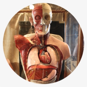 Human Anatomy Máster Degree