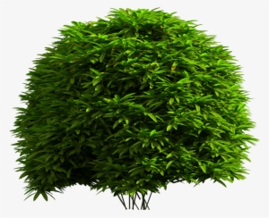 Tree Png Download - Picsart Hd Tree Png