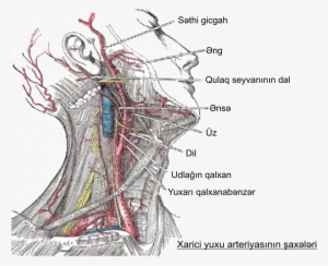 Carótida Externa Az - Arterias Cabeza Y Cuello