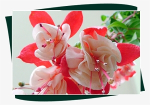 Our Nursery Was Started By Sri - Sri Vijaya Durga Nursery